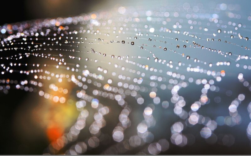 Dew on a spider web