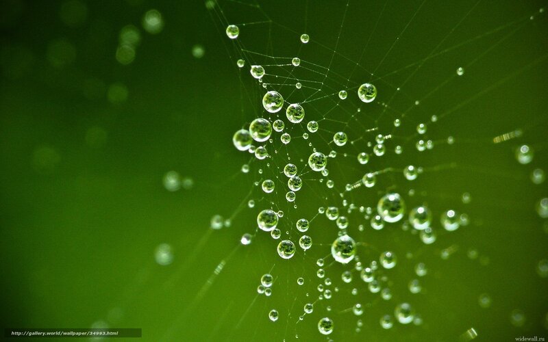 Dew on a spider web