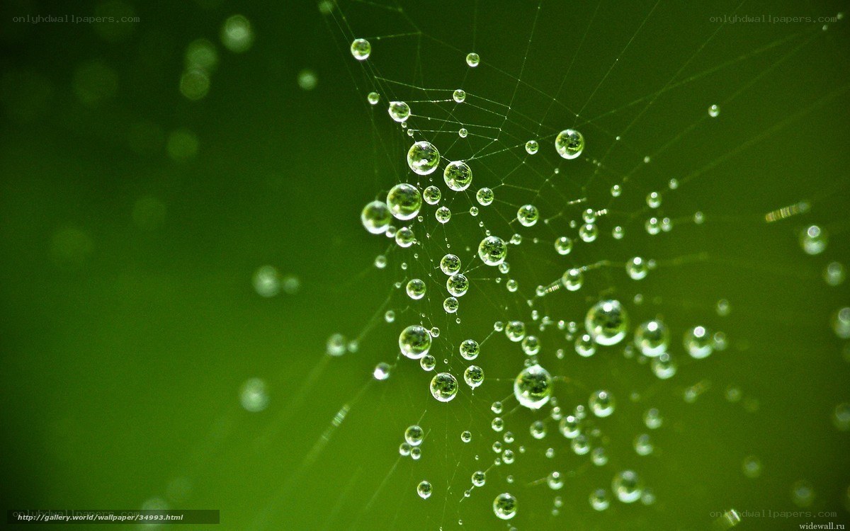 Dew on a spider web