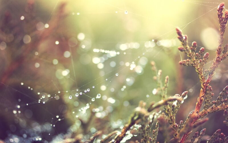 Dew on a spider web