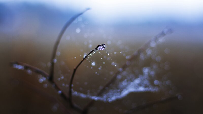 Dew on a spider web