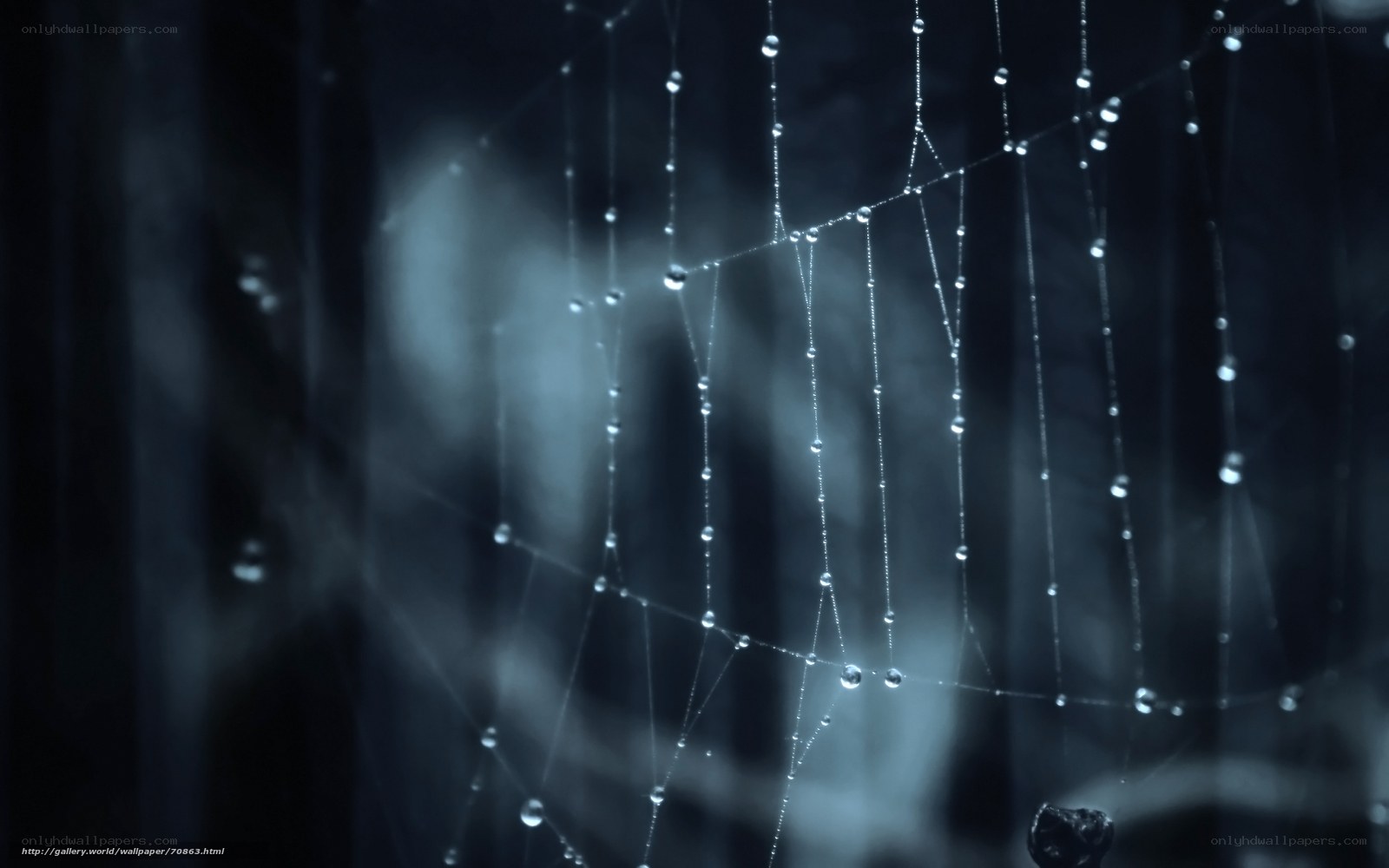 Dew on a spider web