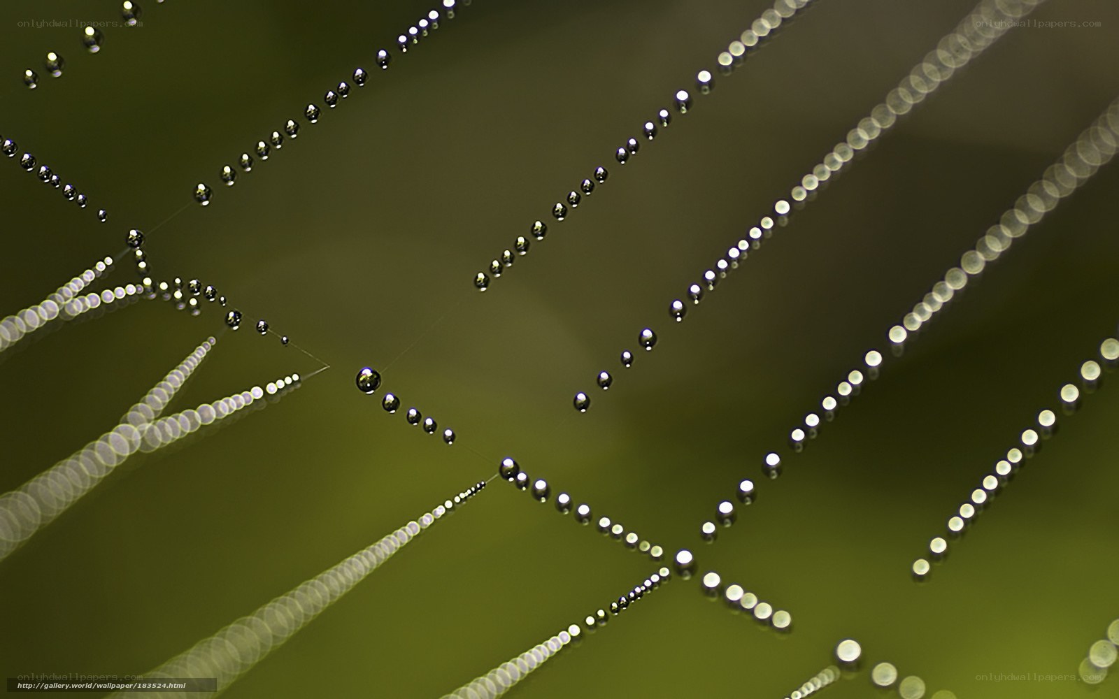 Dew on a spider web