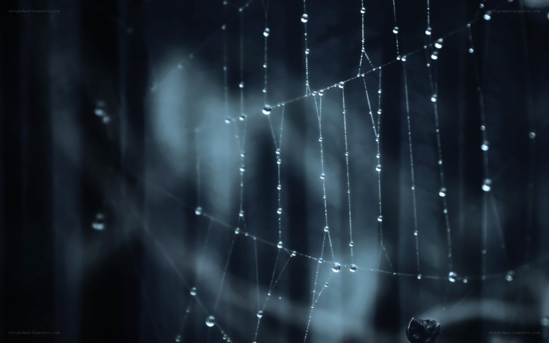 Dew on a spider web