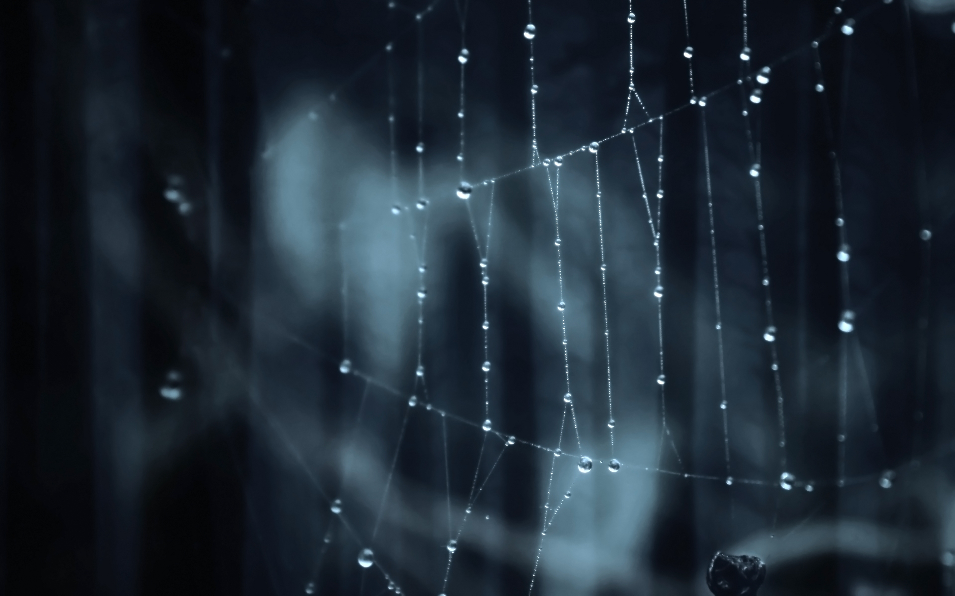 Dew on a spider web