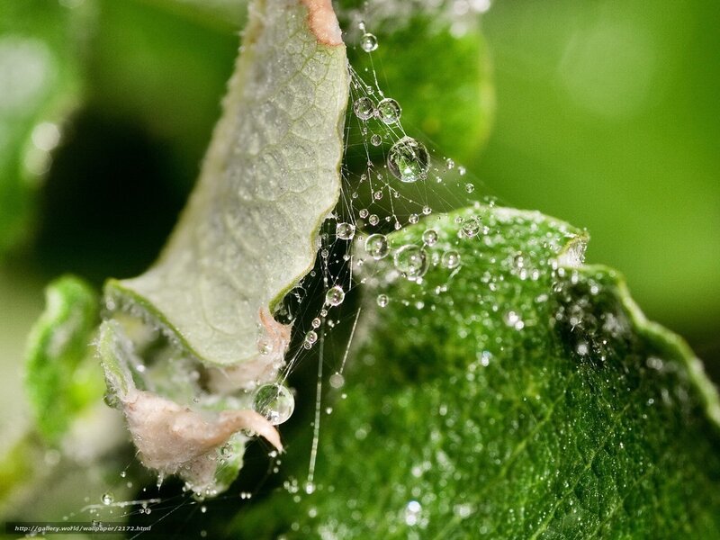 Dew on a spider web