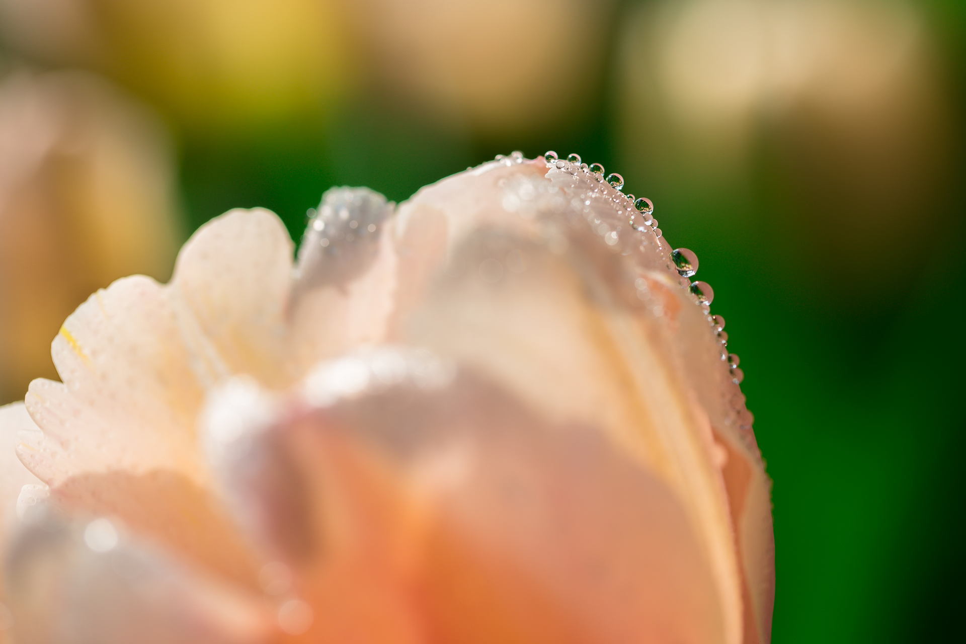 dew on a tulip petal