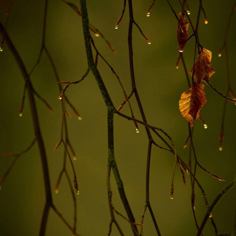 dew on autumn branches