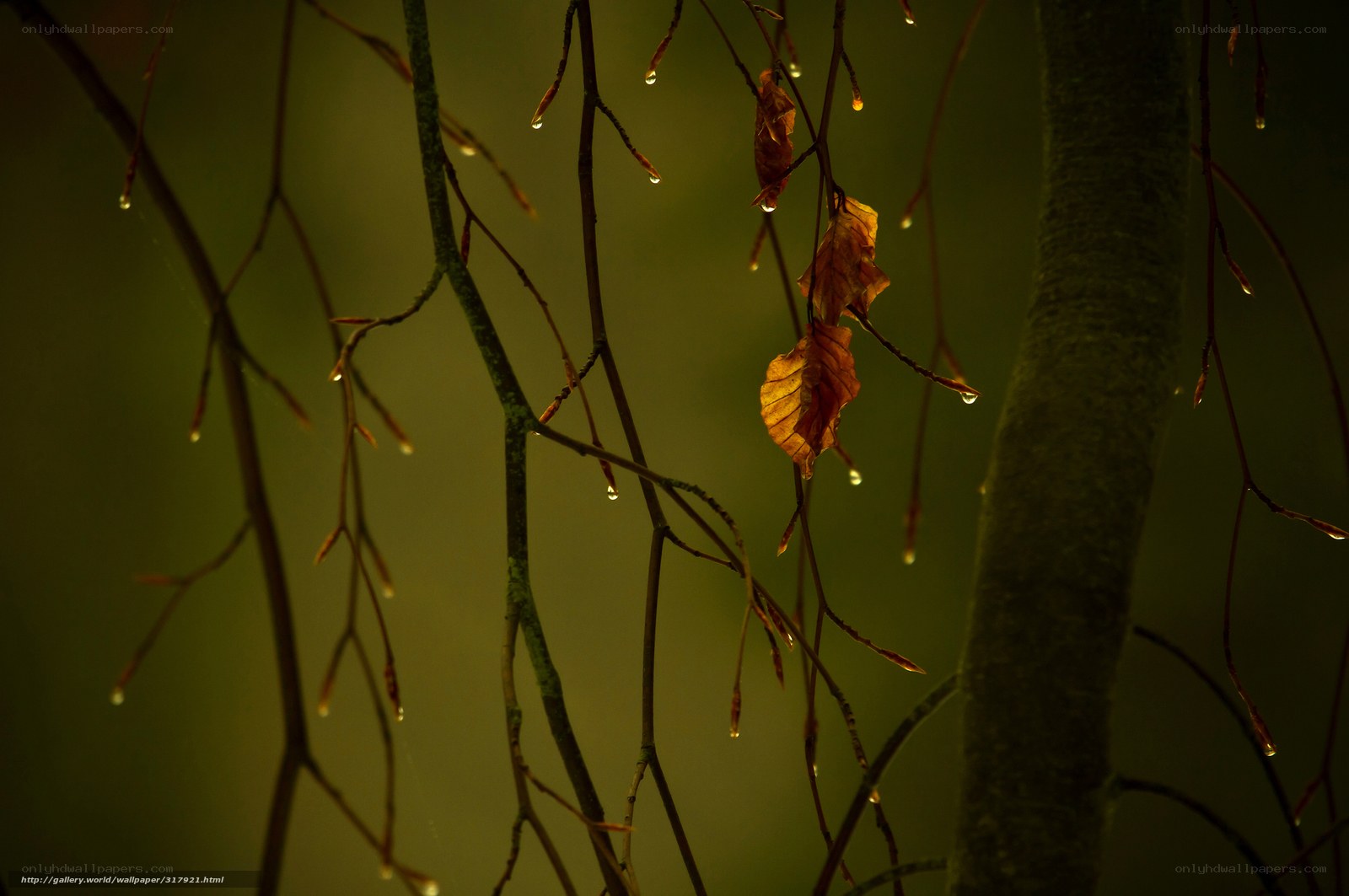 Dew on autumn branches