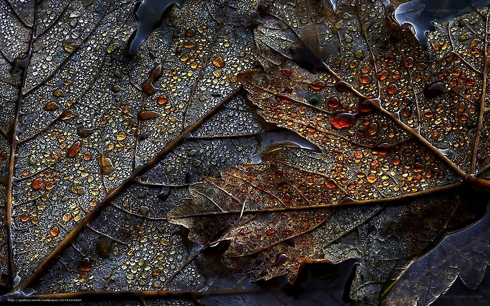 Dew on autumn leaves
