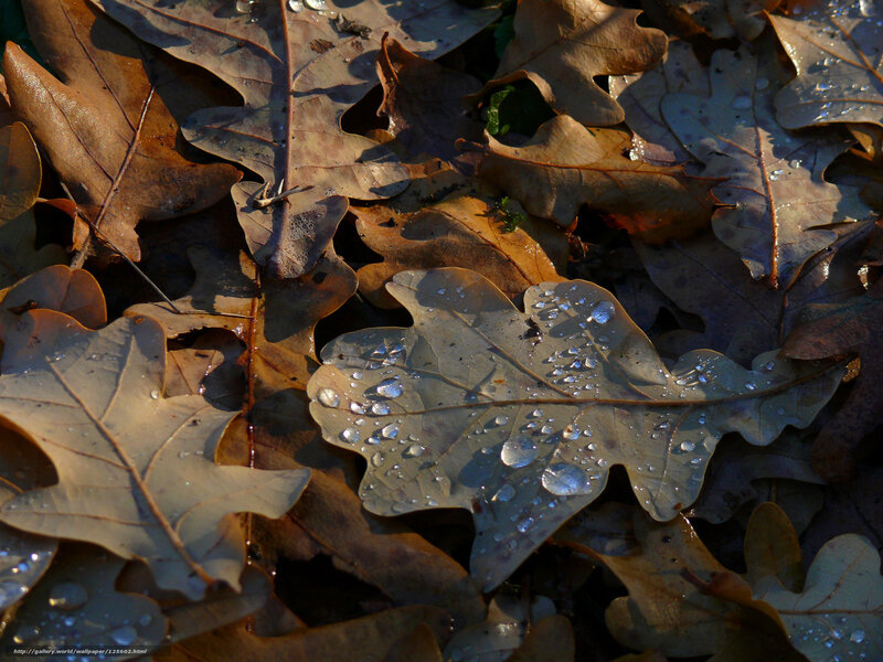 Dew on autumn leaves