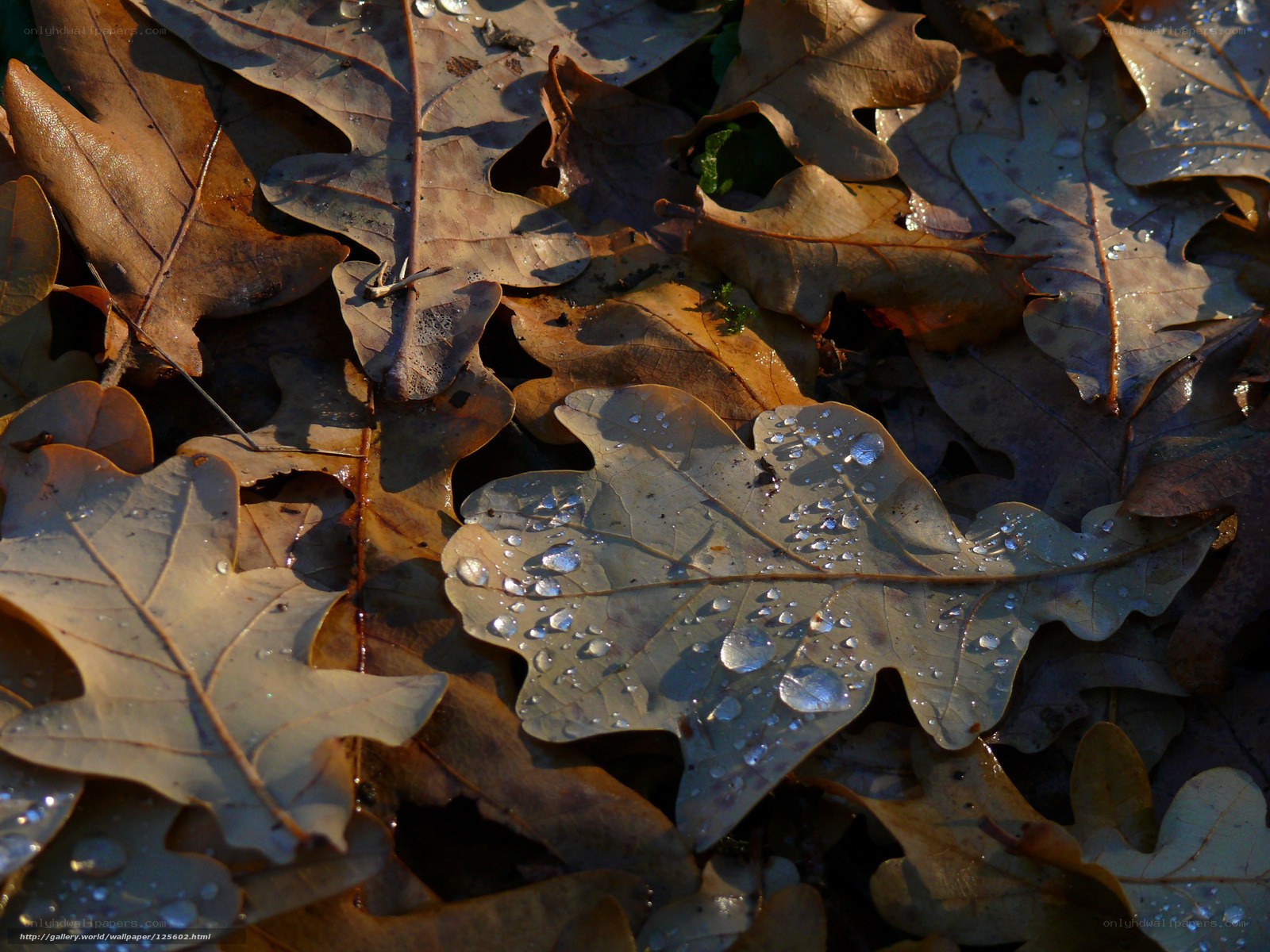 Dew on autumn leaves