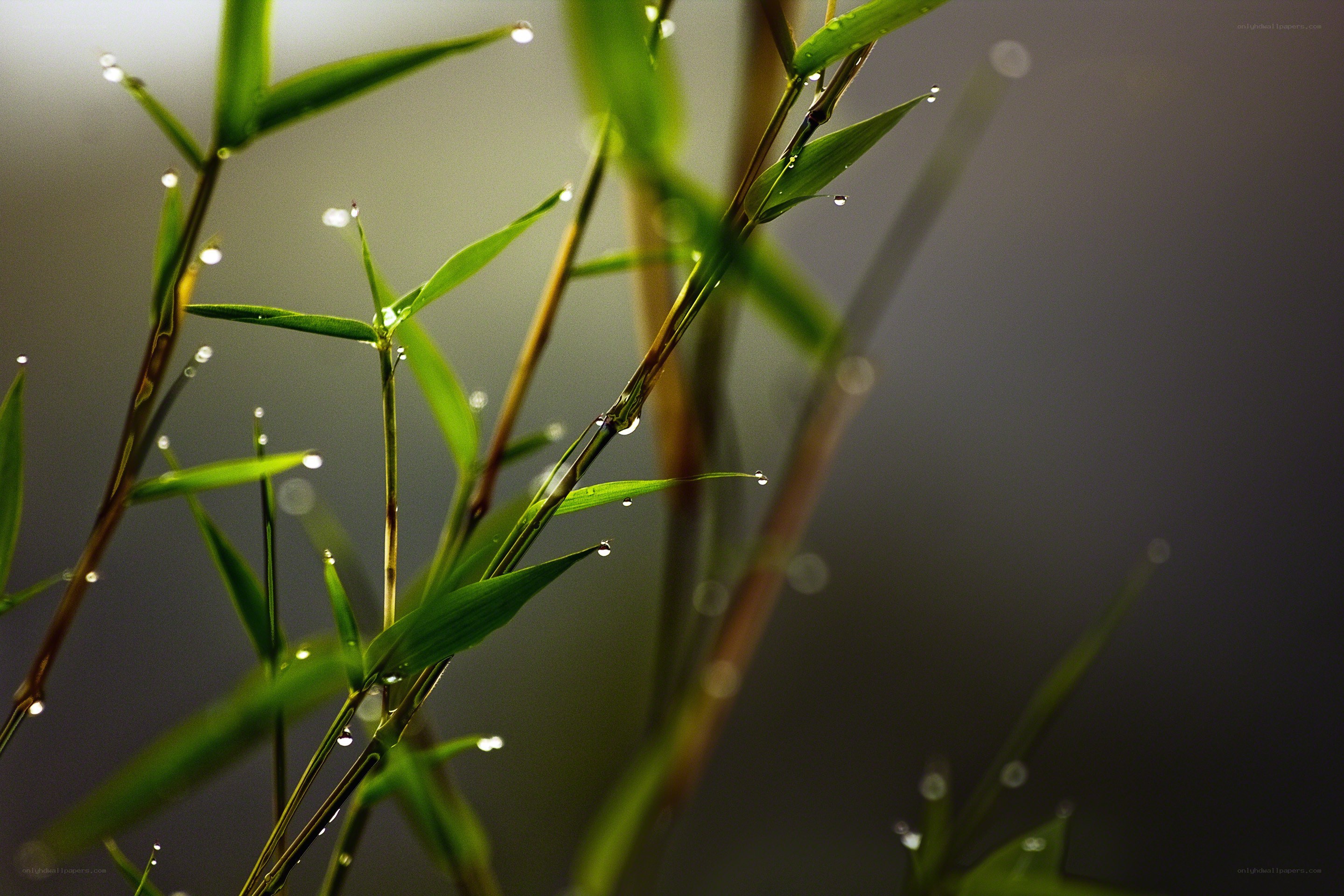 Dew on bamboo leaves