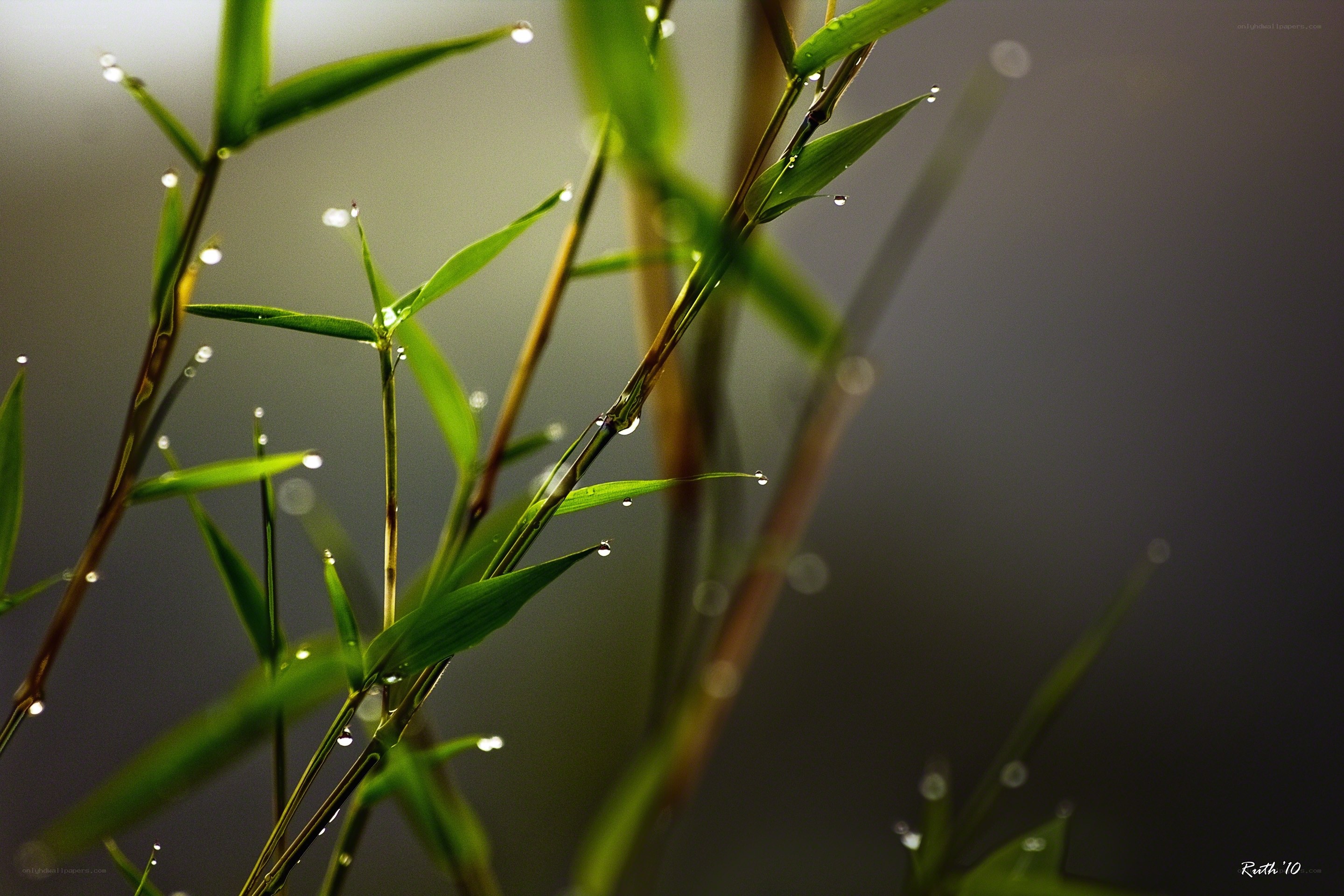 Dew on bamboo leaves