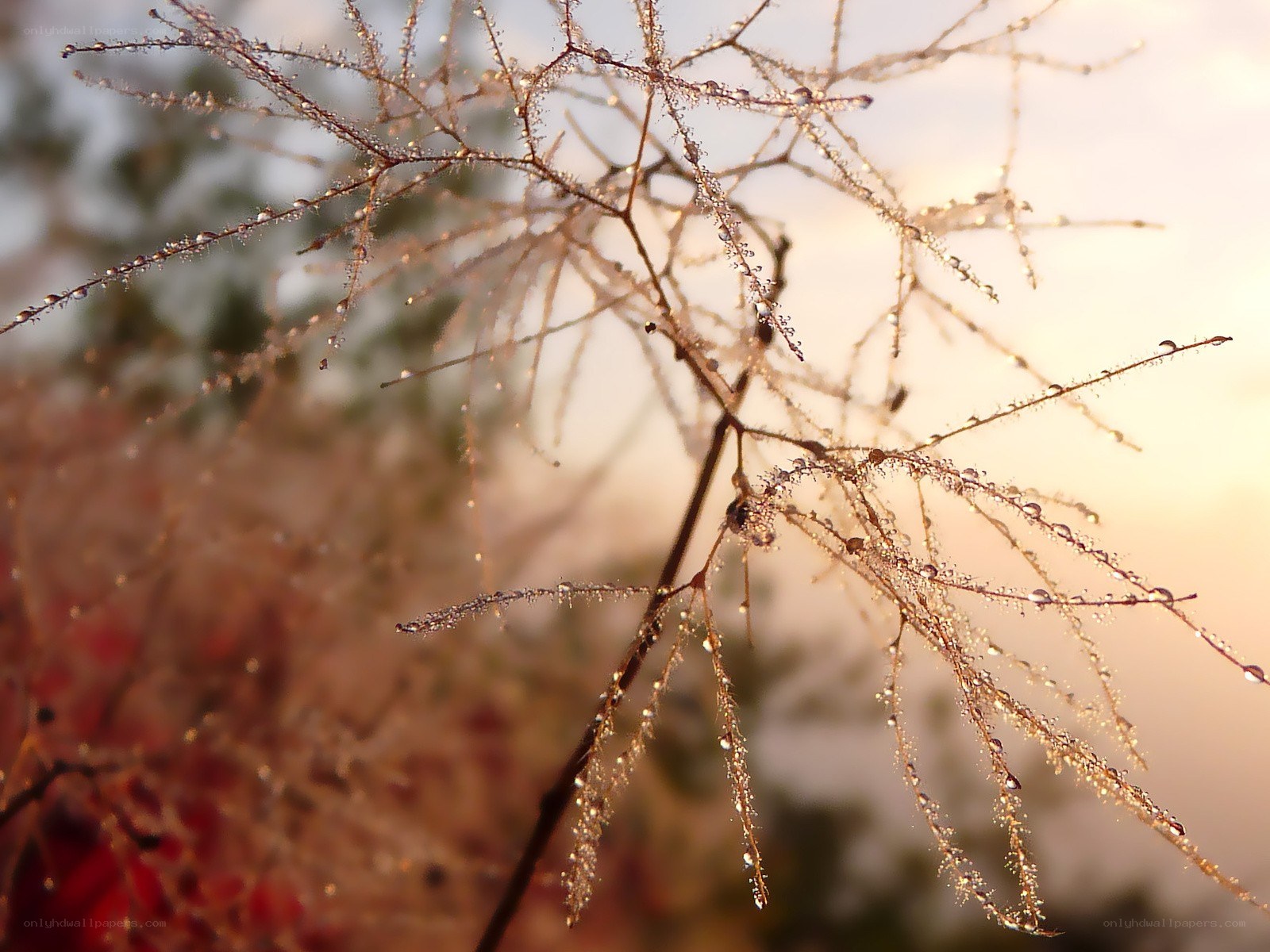 Dew on branches at sunrise