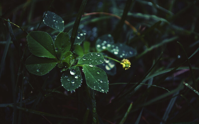 Dew on clover leaves