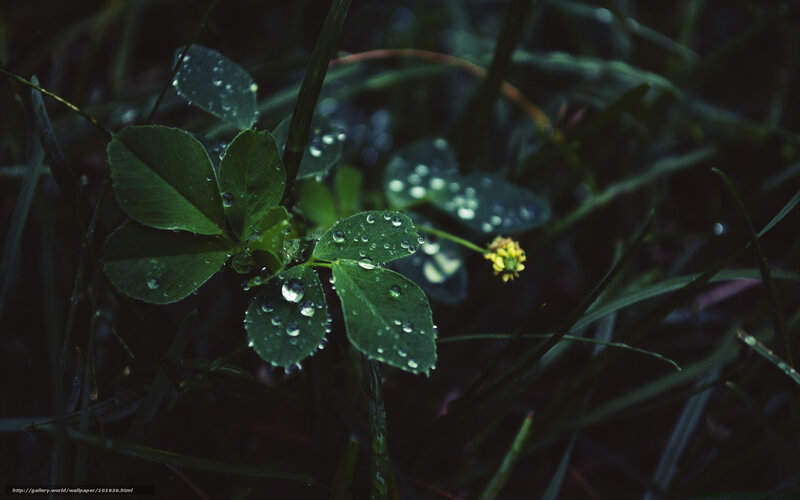Dew on clover leaves