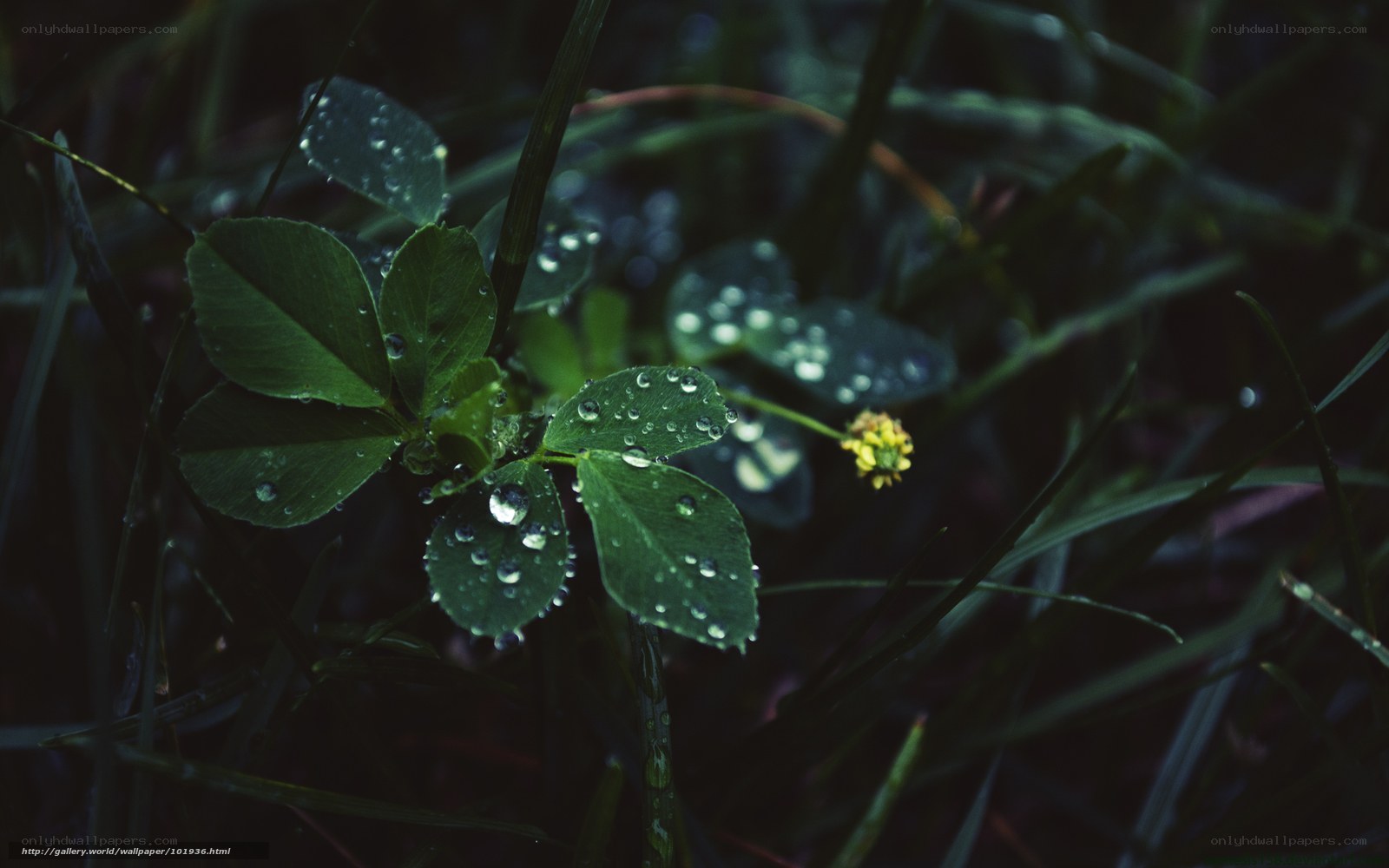Dew on clover leaves