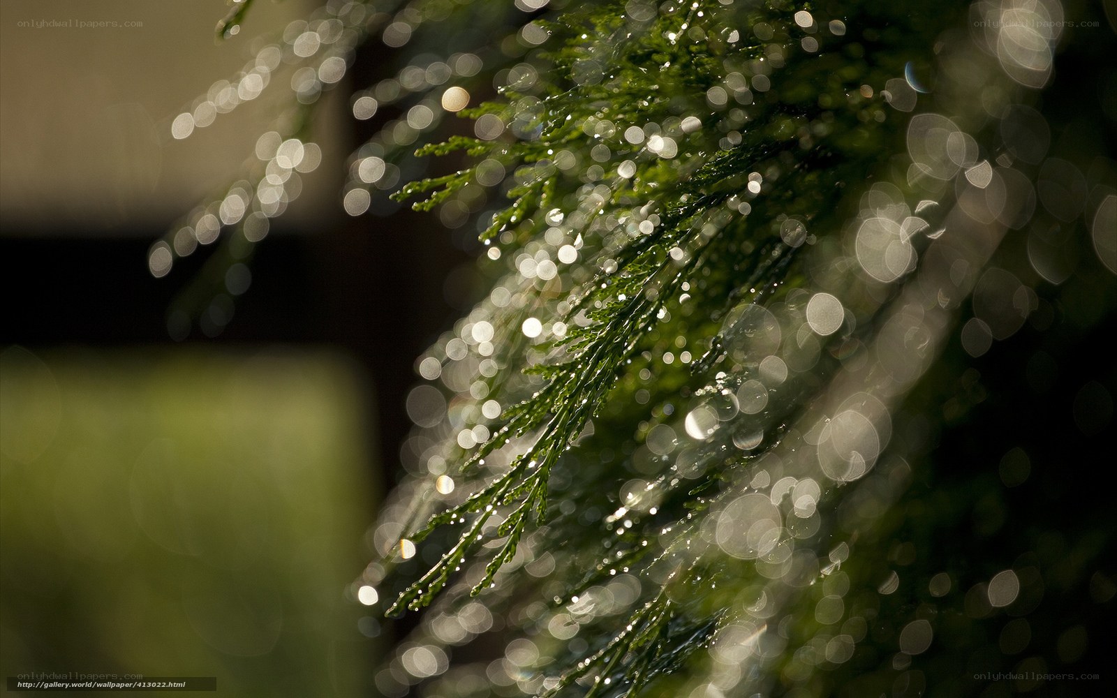 Dew on evergreen branches