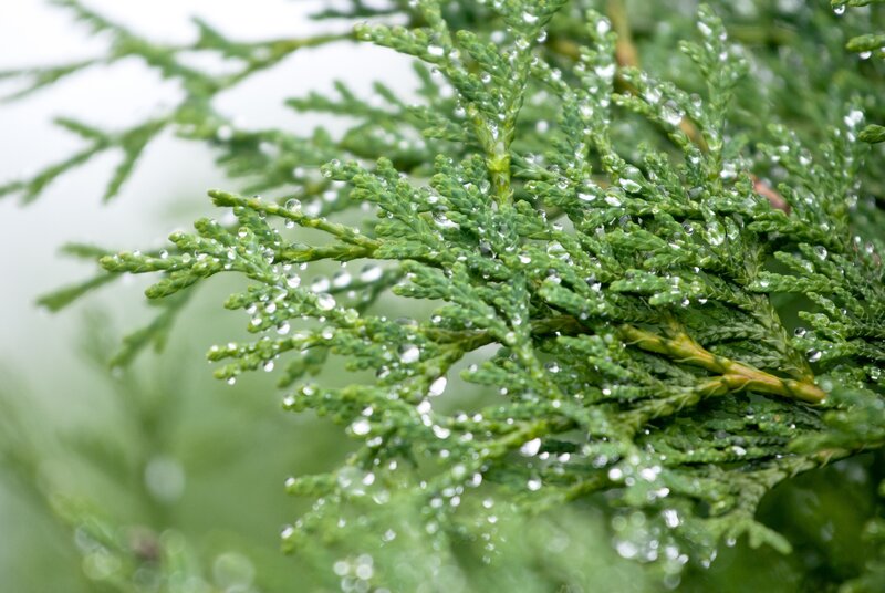 Dew on evergreen branches