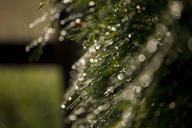 Dew on evergreen branches