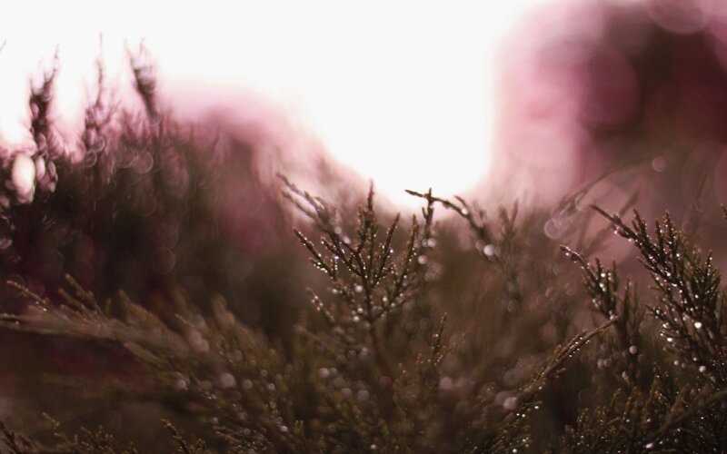 dew on evergreen branches