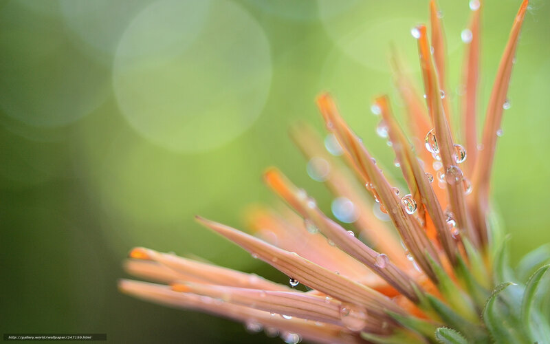 dew on flower petals