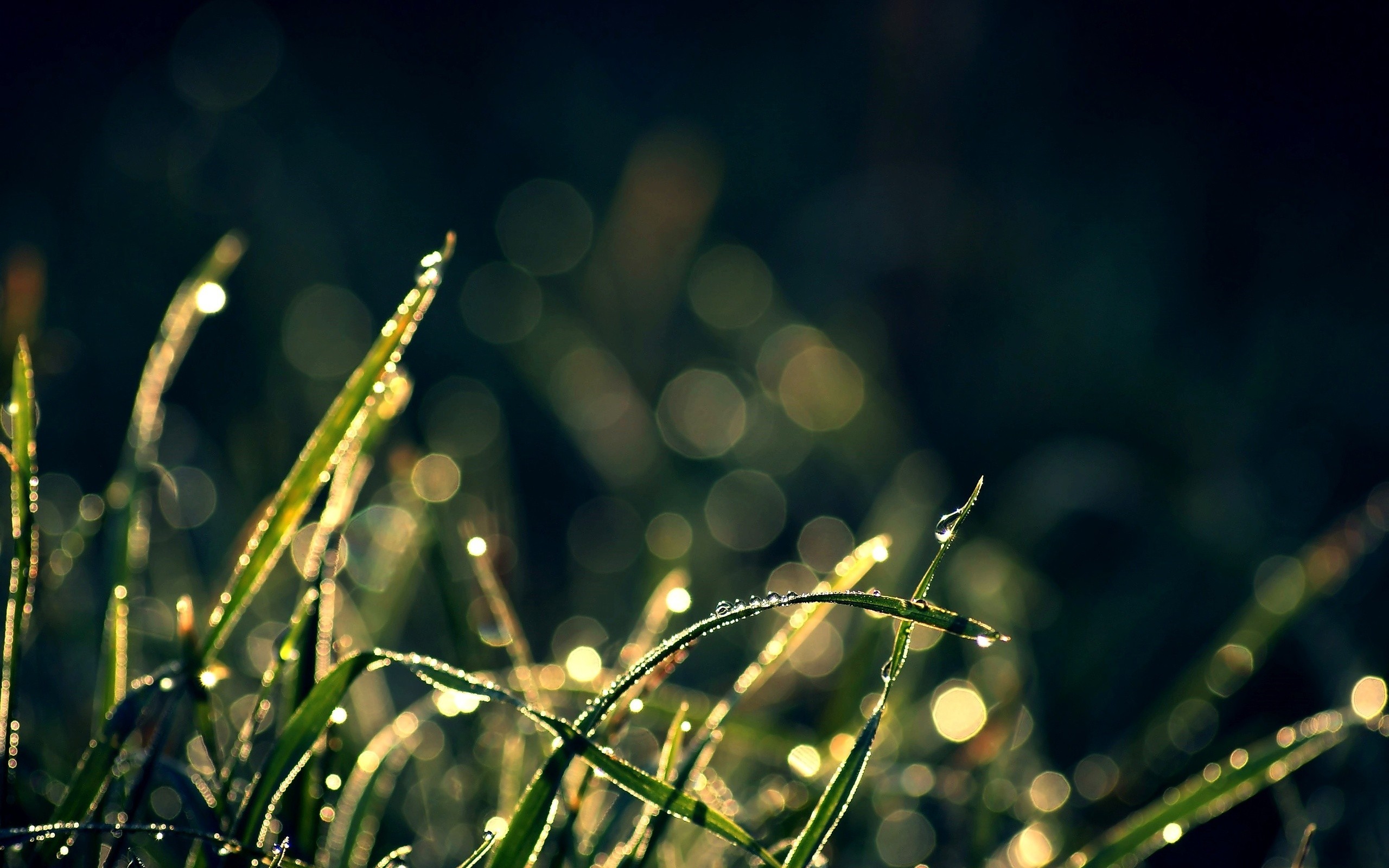 Dew on grass at dawn