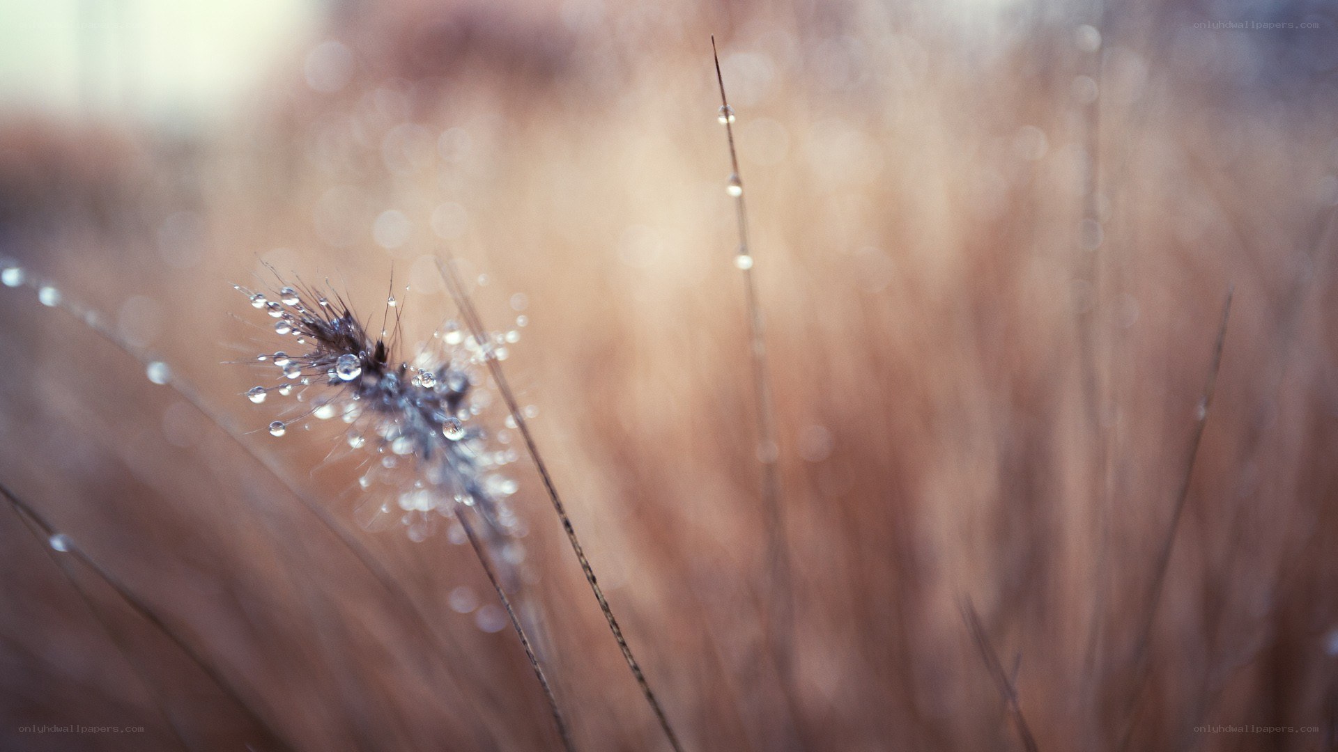 Dew on grass at dawn