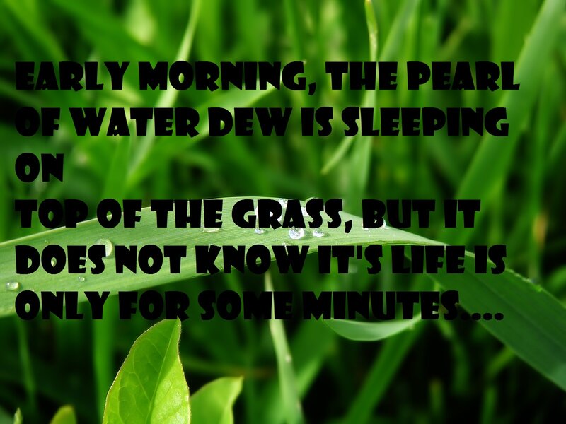 dew on grass at dawn