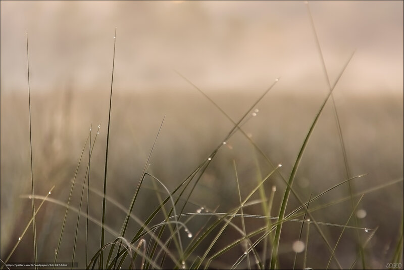 Dew on grass at dawn