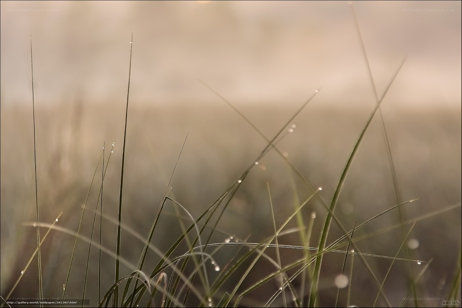 Dew on grass at dawn