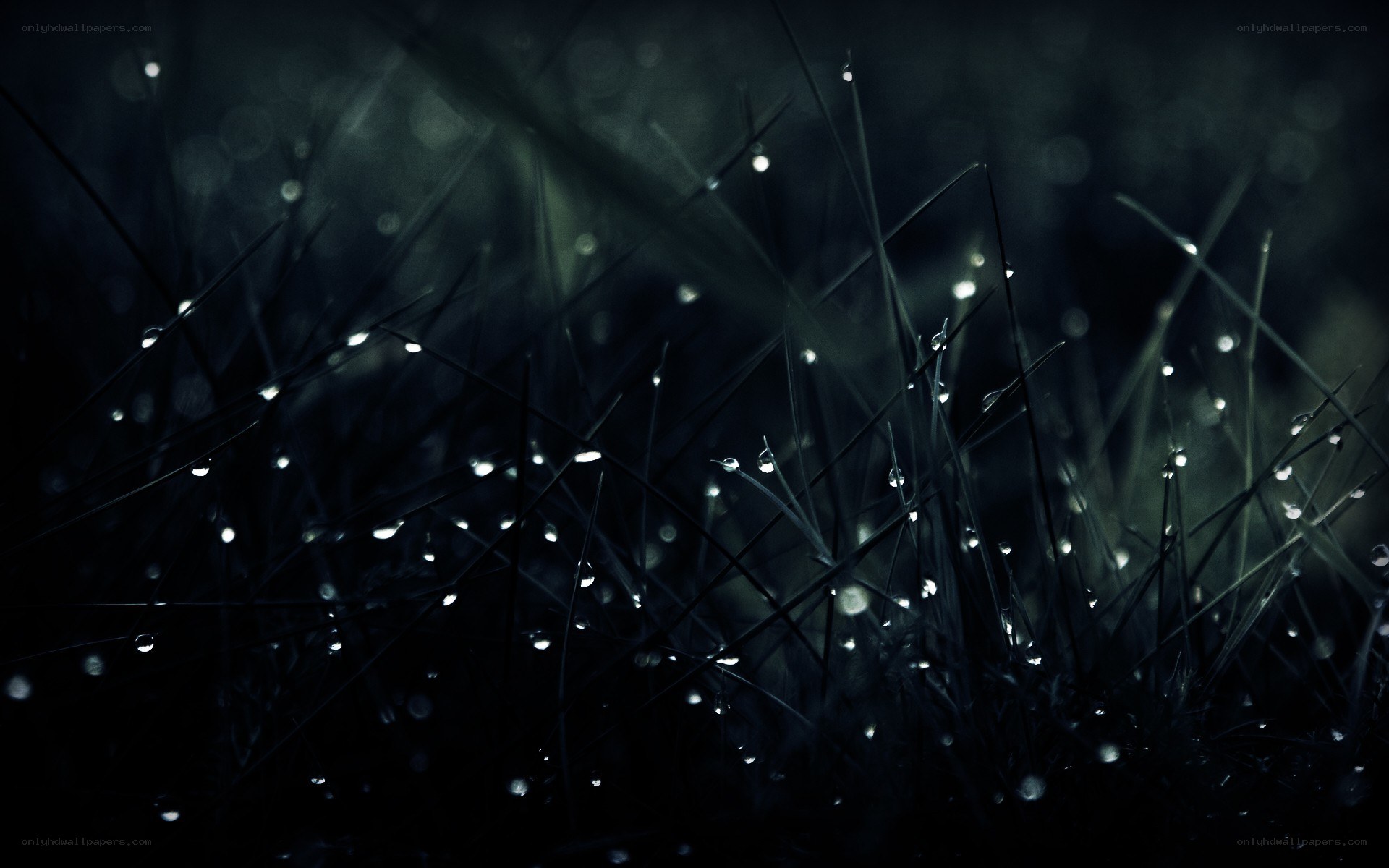 Dew on grass at night