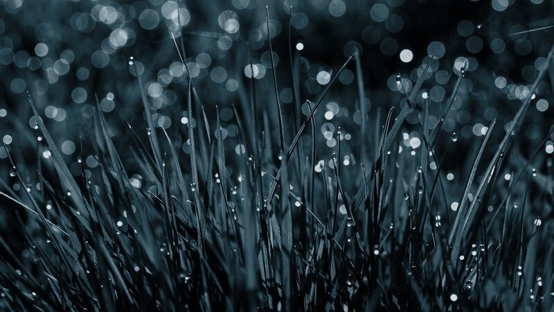 dew on grass at night