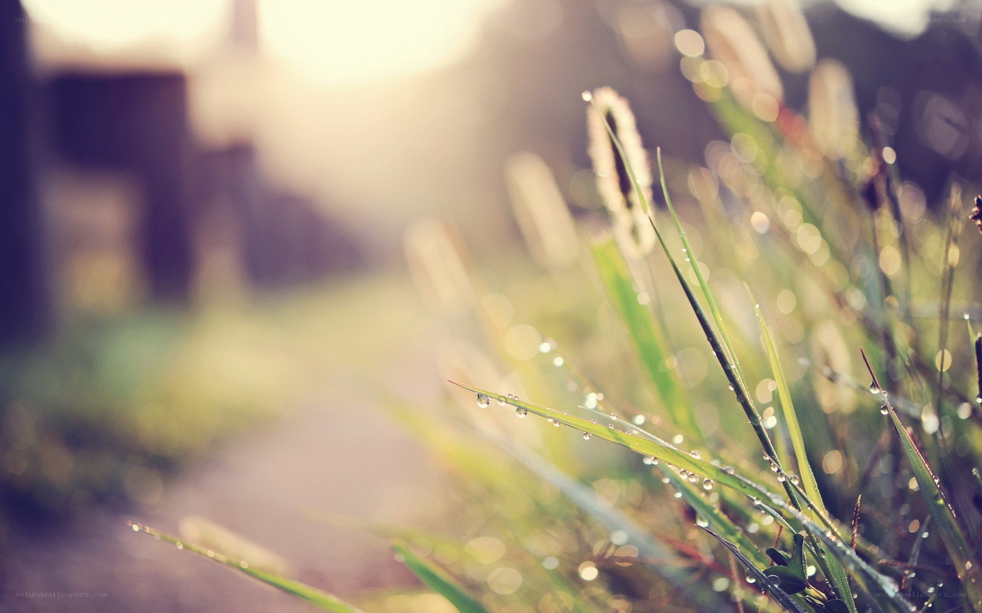 dew on grass at sunrise