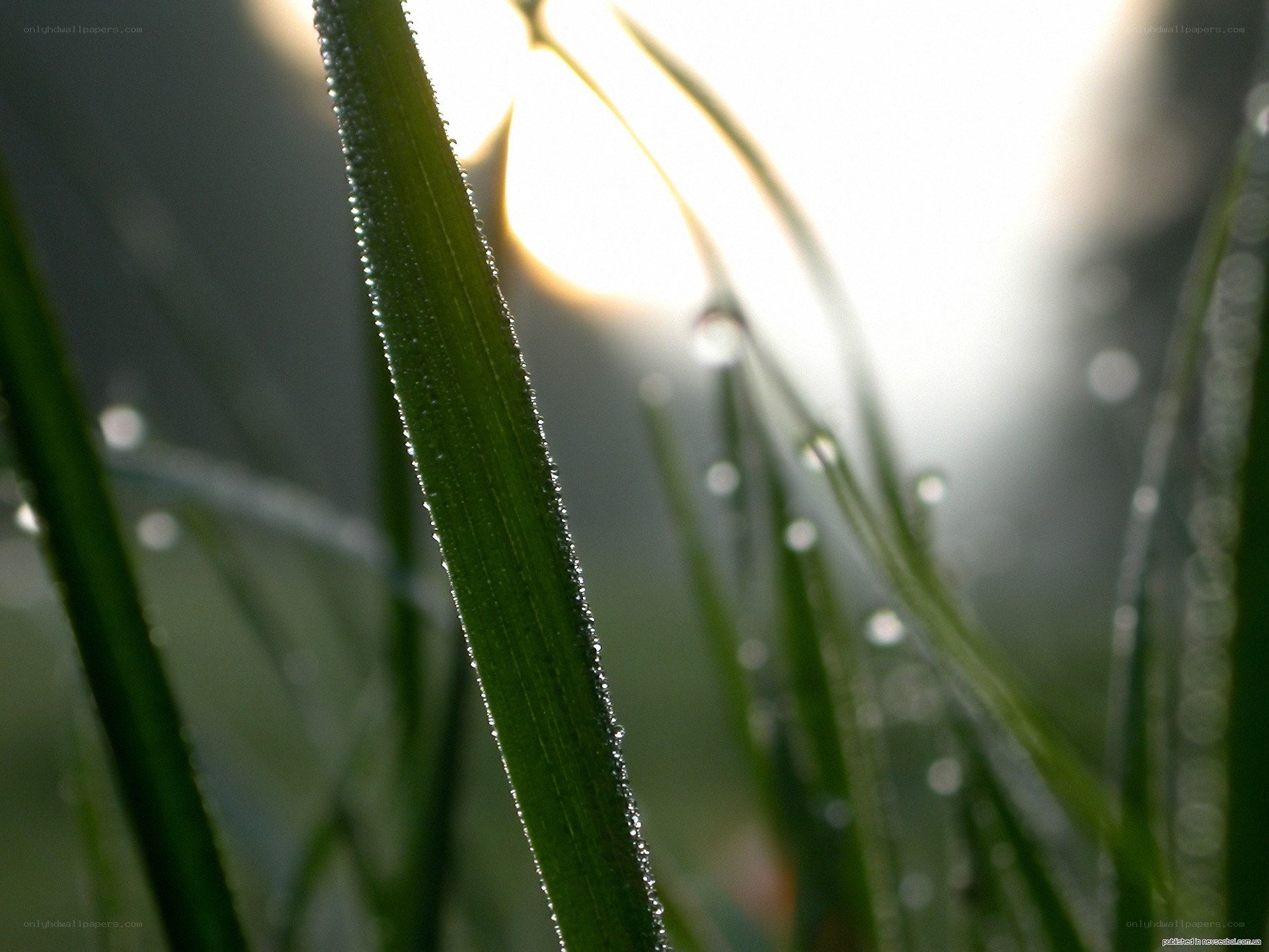 Dew on grass at sunrise
