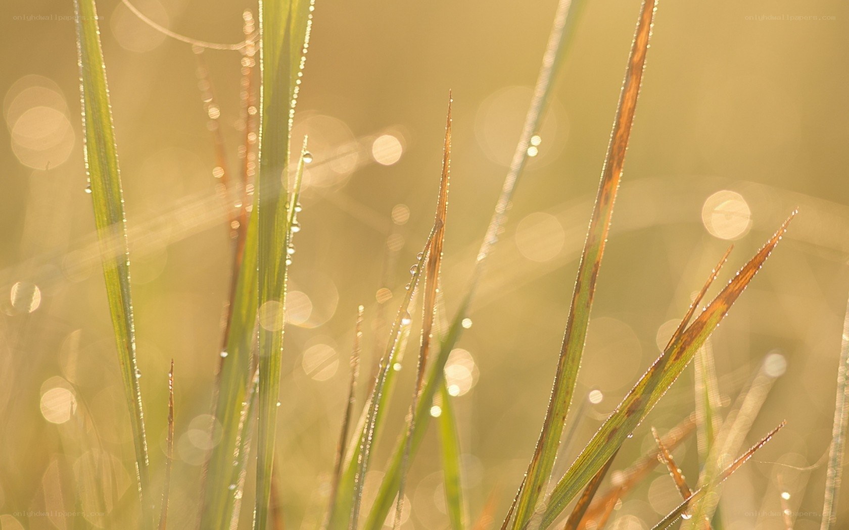 Dew on grass at sunrise