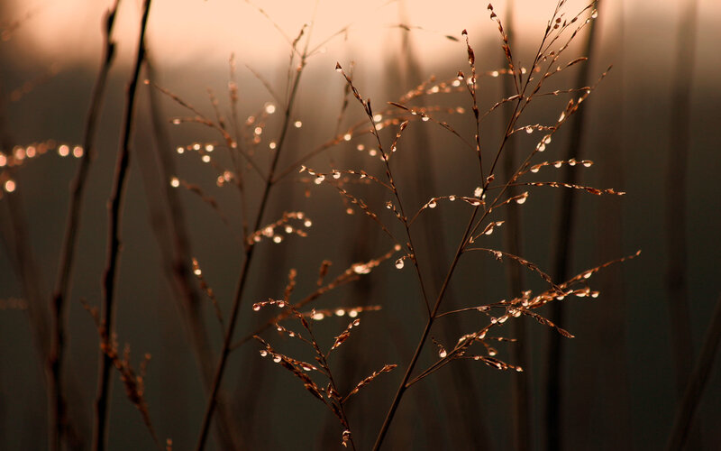 Dew on grass at sunrise