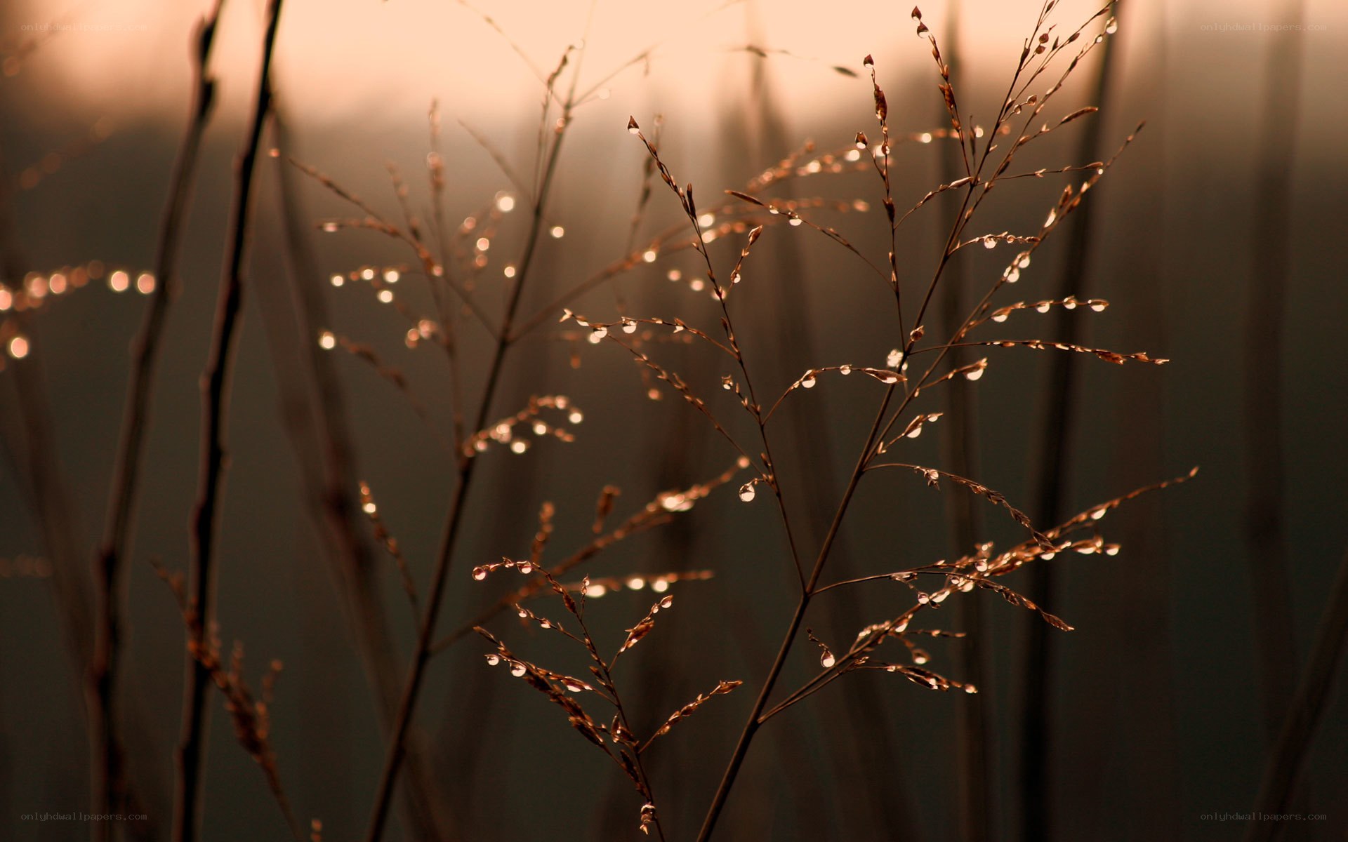 Dew on grass at sunrise