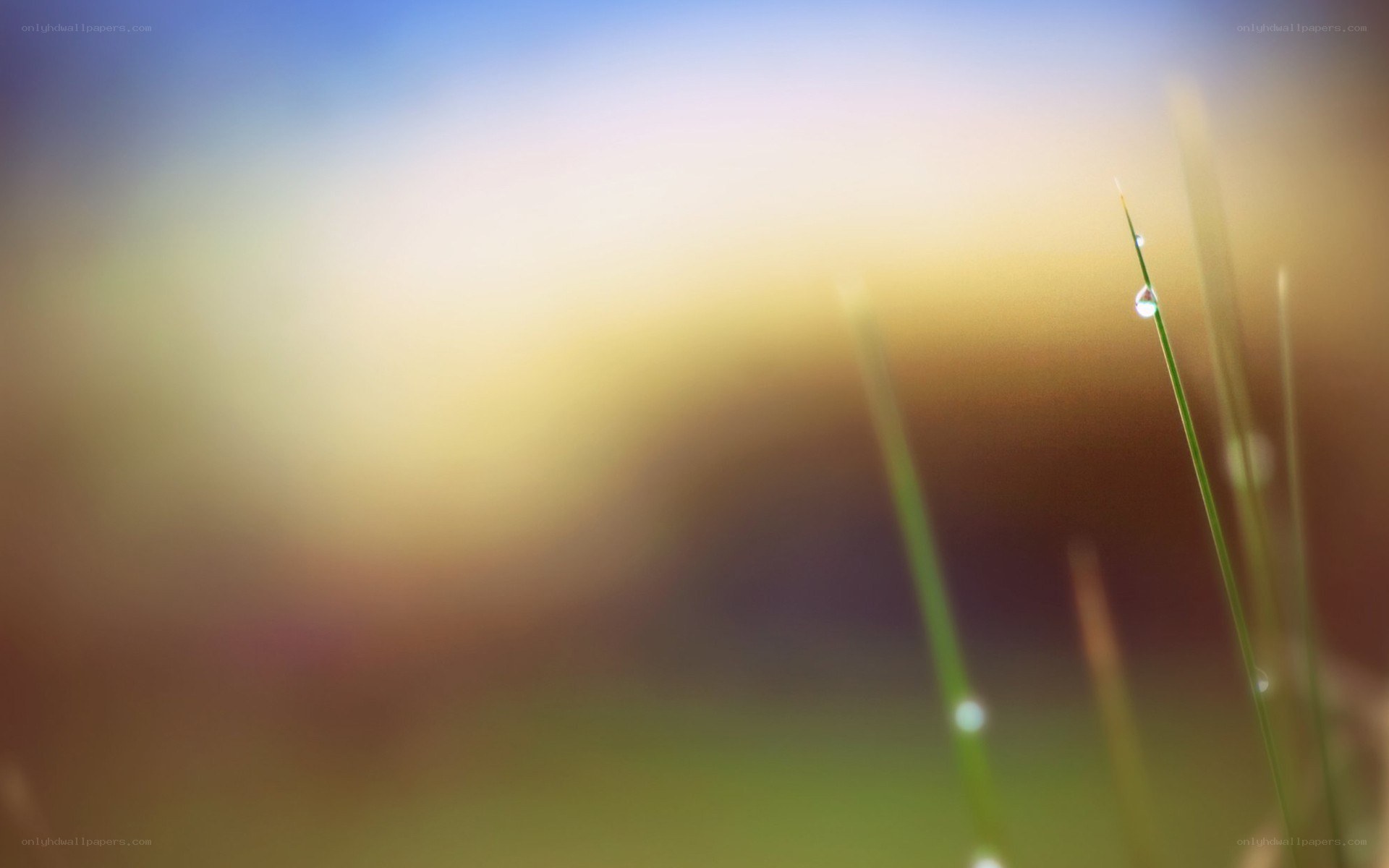 dew on grass at sunrise