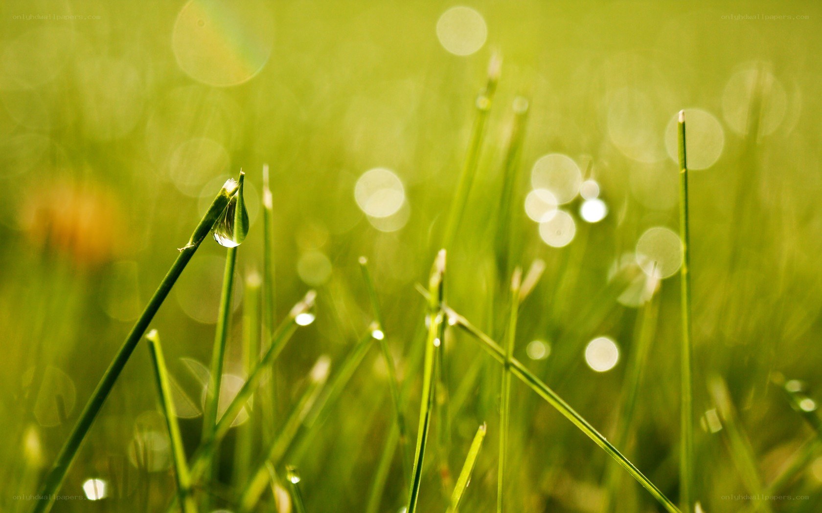 dew on grass at sunrise