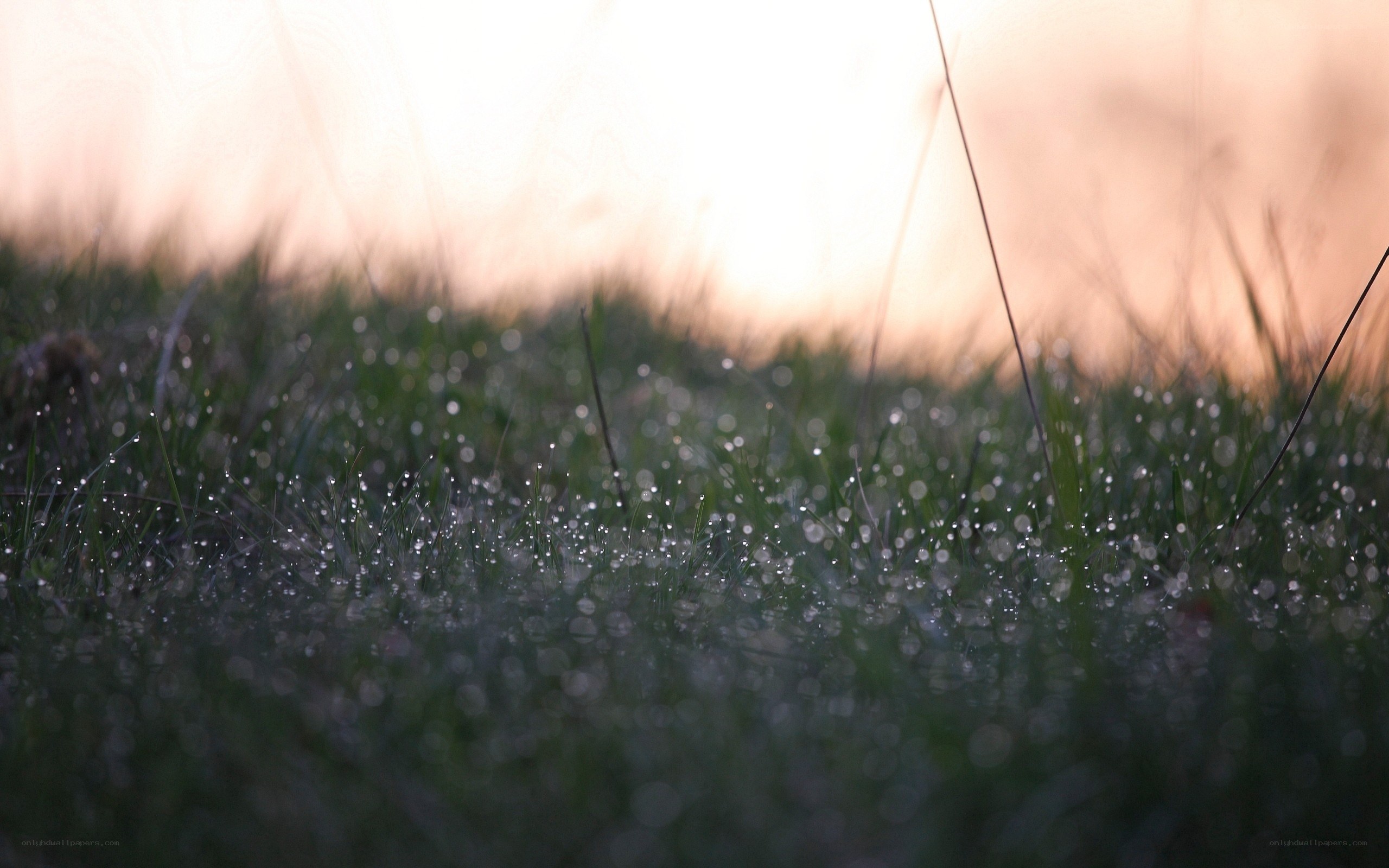 Dew on grass at sunrise
