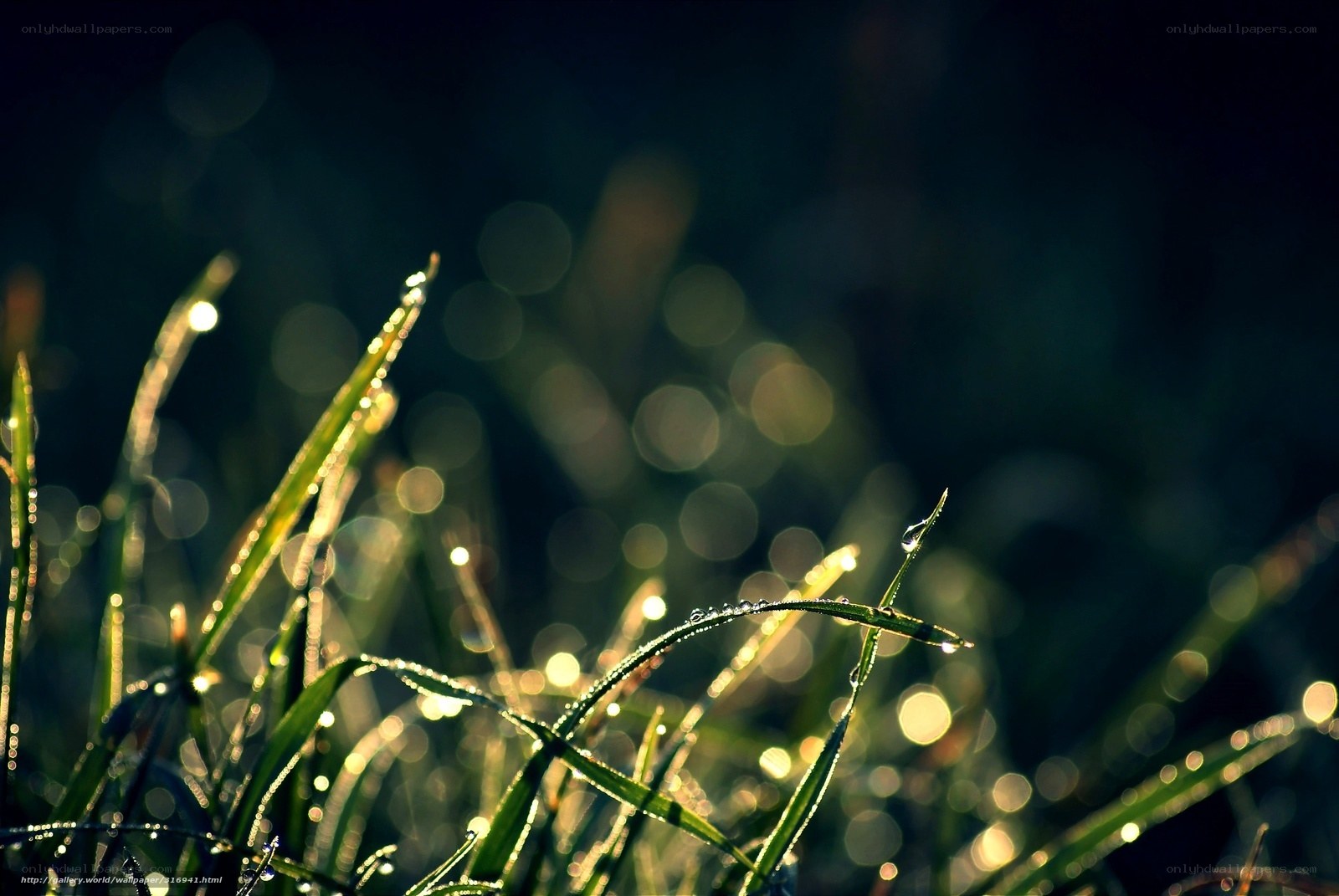 Dew on grass at sunrise