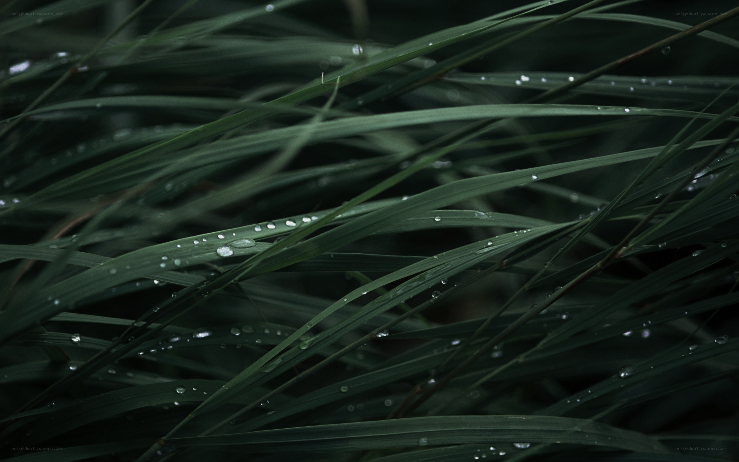 Dew on grass blades
