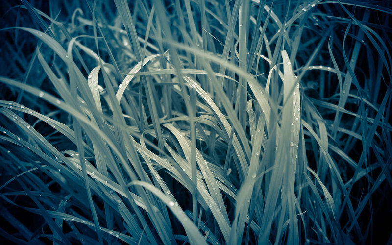 Dew on grass blades