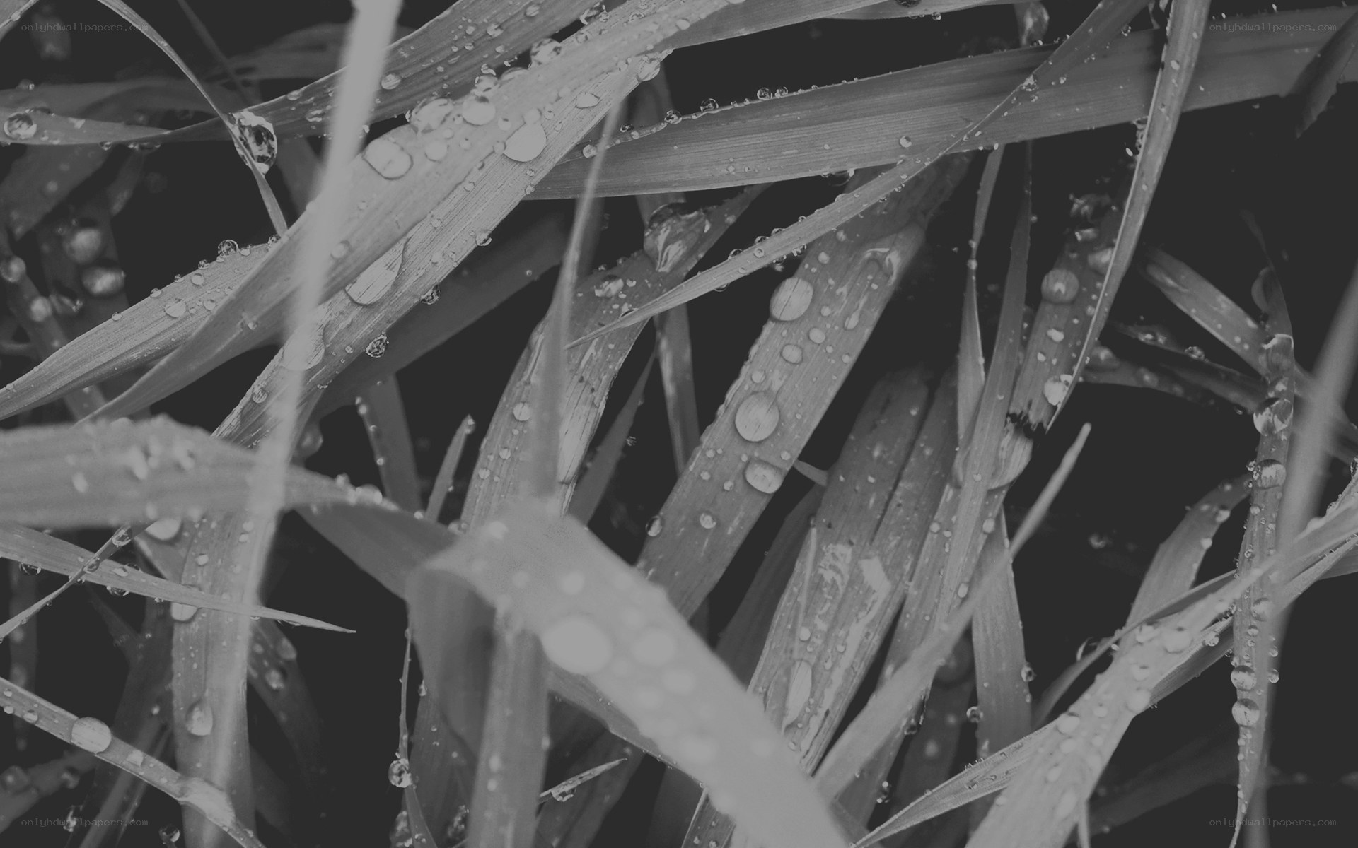 dew on grass blades