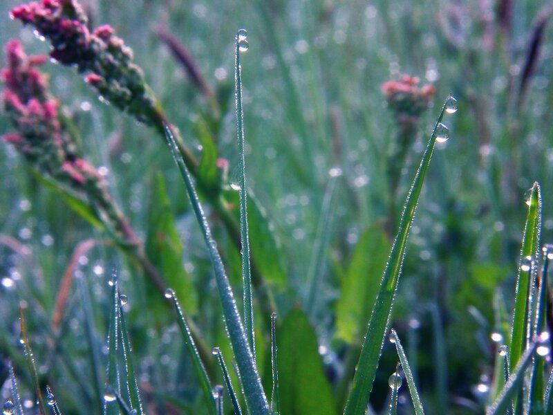 Dew on grass blades