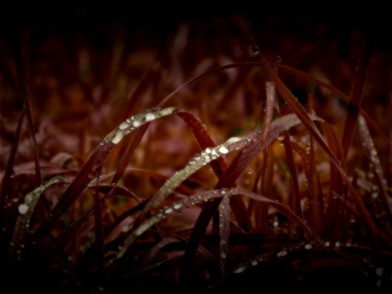 Dew on grass blades