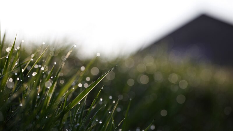Dew on grass blades