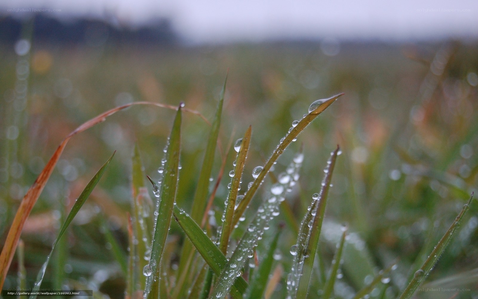 Dew on grass blades